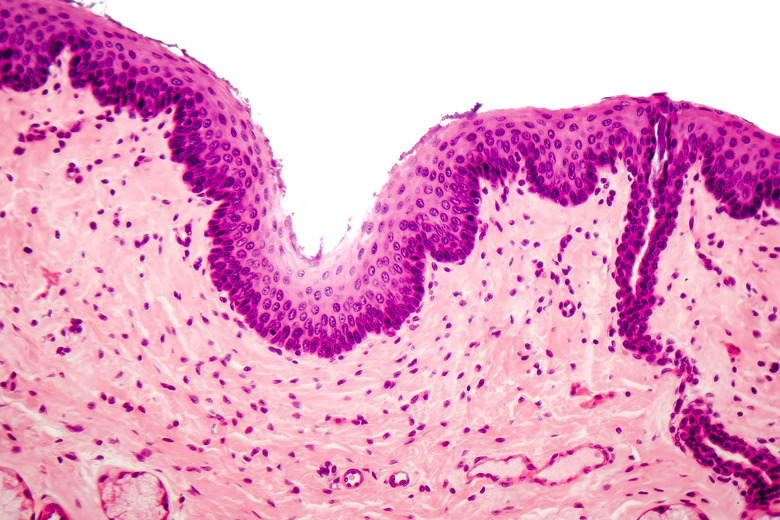 Differences between Simple and Stratified Tissue