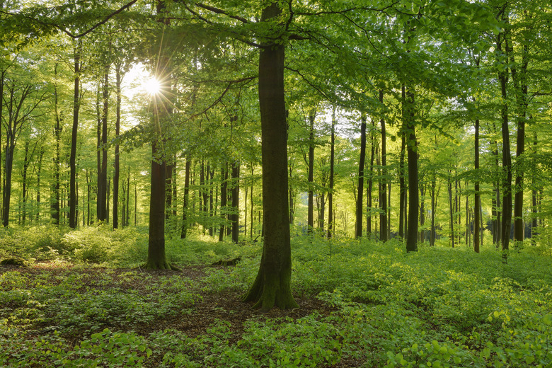 Vital green forest in spring with sun and sunbeams. Westerwald, Rhineland-Palatinate, Germany.