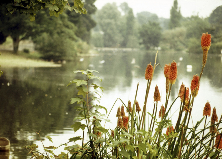 Tranquil pond