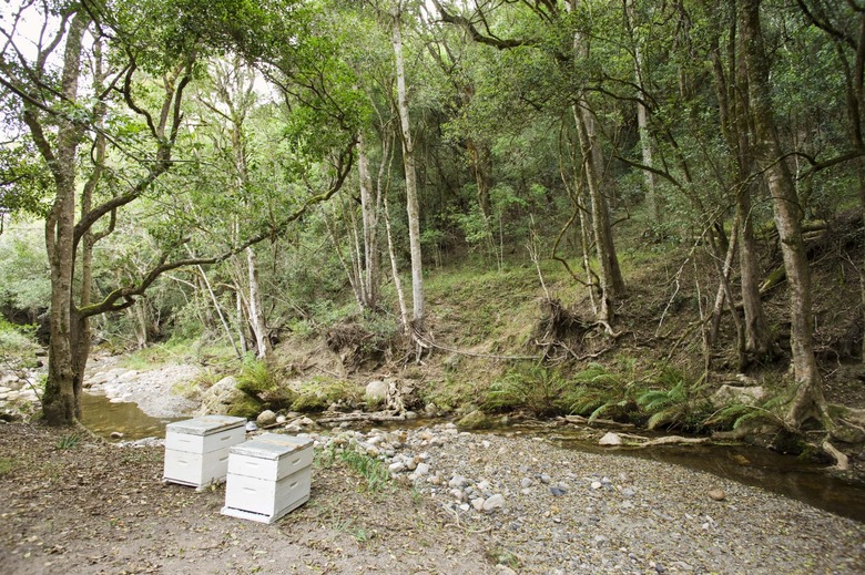 Beehives by stream