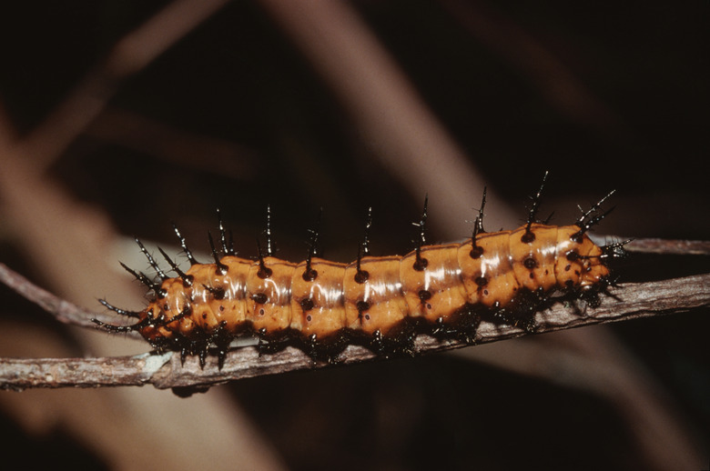 Gulf Fritillary Butterfly Caterpillar (Agraulis Vanillae)