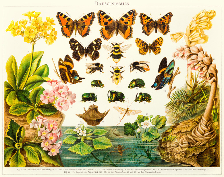 Insects butterflies  lithograph 1895