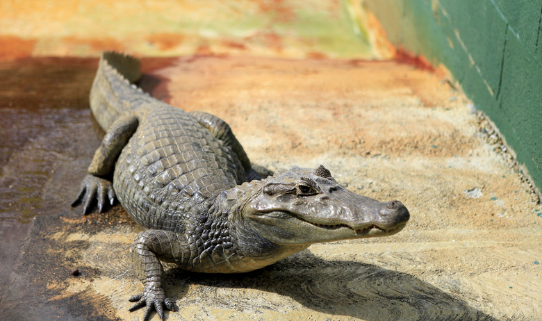 alligator in the Everglades park