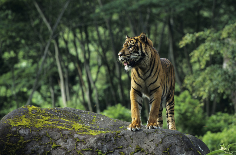 Sumatran tiger (Panthera tigris sumatrae) standing on rock, Indonesia