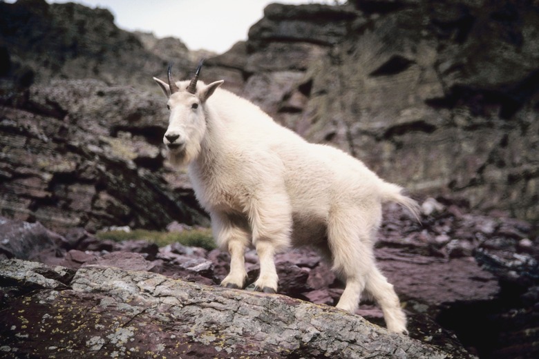 Mountain goat