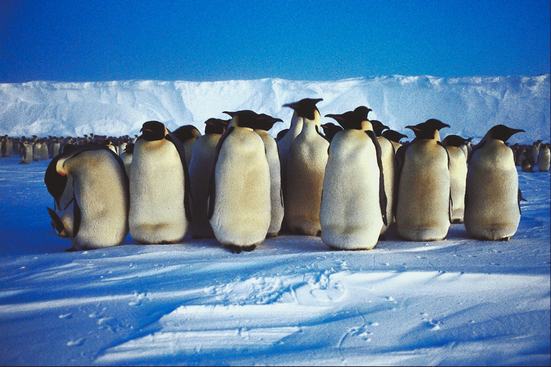 Group of penguins