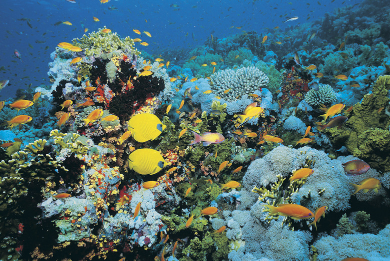 Fish on Shark Reef, Egypt