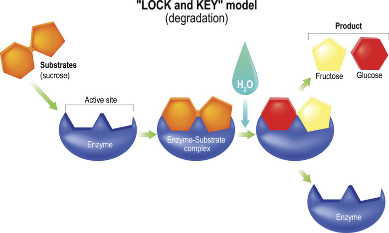 Lock and key model. Degradation.