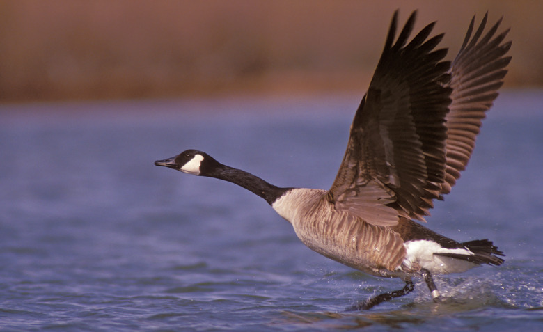 Canada  Goose