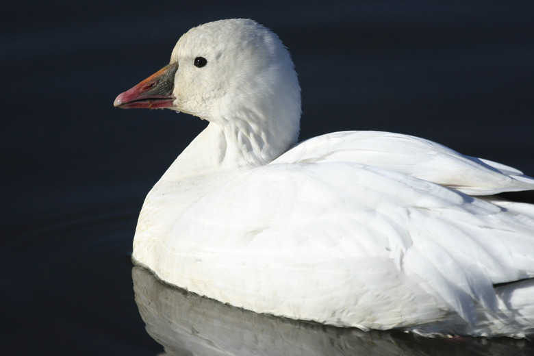 Ross's Goose (Chen rossii) Closeup