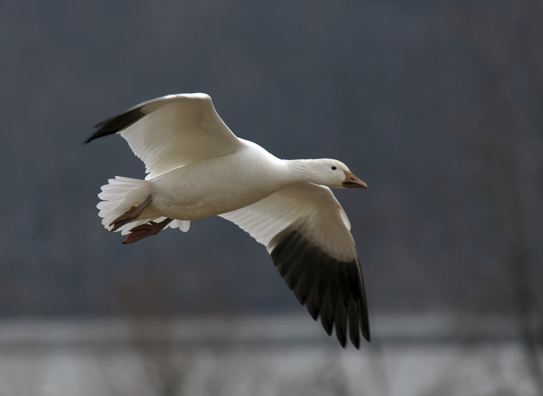 Snow Goose in Flight