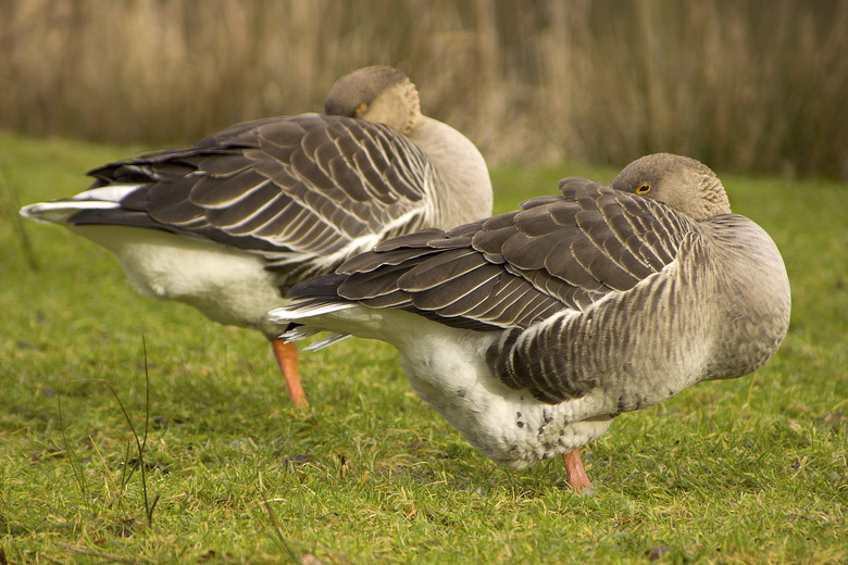 White fronted goose sleeping (Anser albifrons)