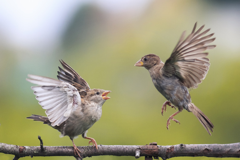 two  birds fighting evil on a branch