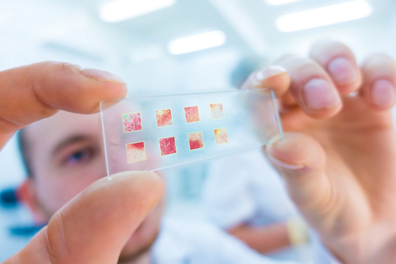 close-up of scientist hands with microscope slide, examining sam