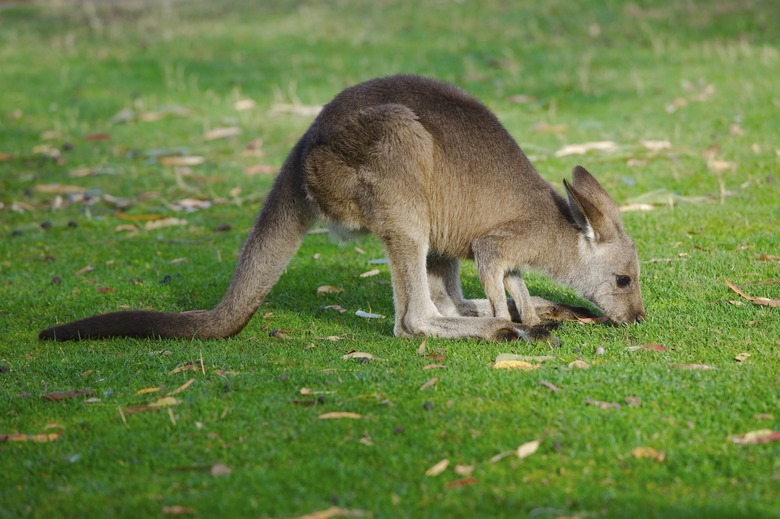 Kangaroo