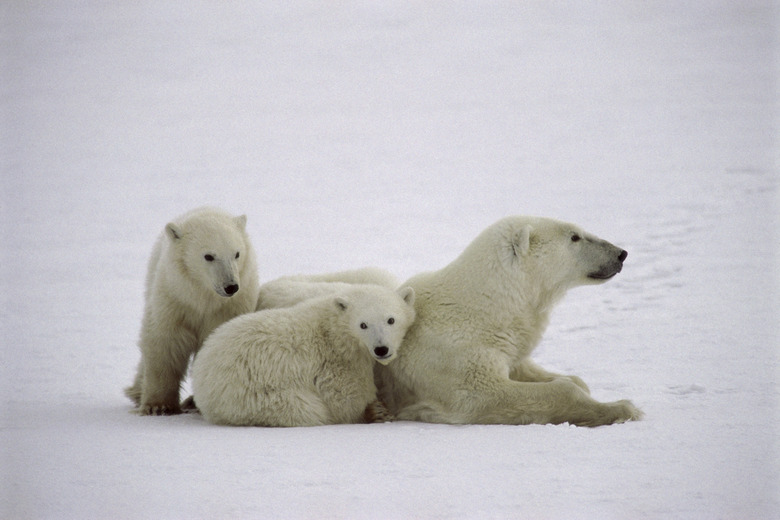 Polar Bears