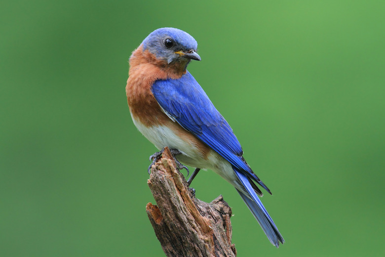 Blue bird with brown chest sitting on a broken branch