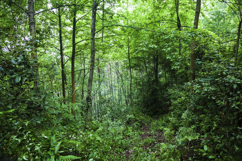 jungle after rain