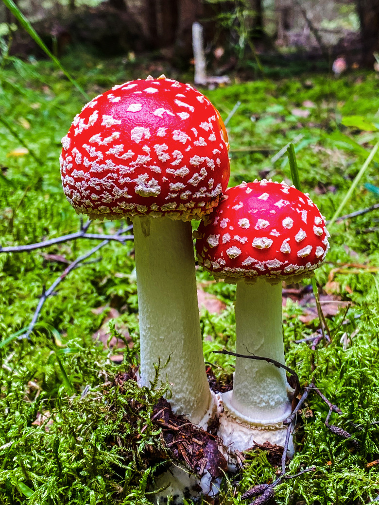 Fly amanita mushroom