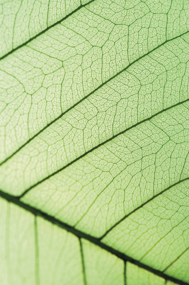 Close-up of a green leaf