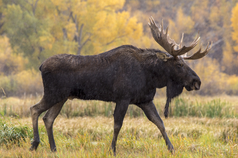 Bull moose