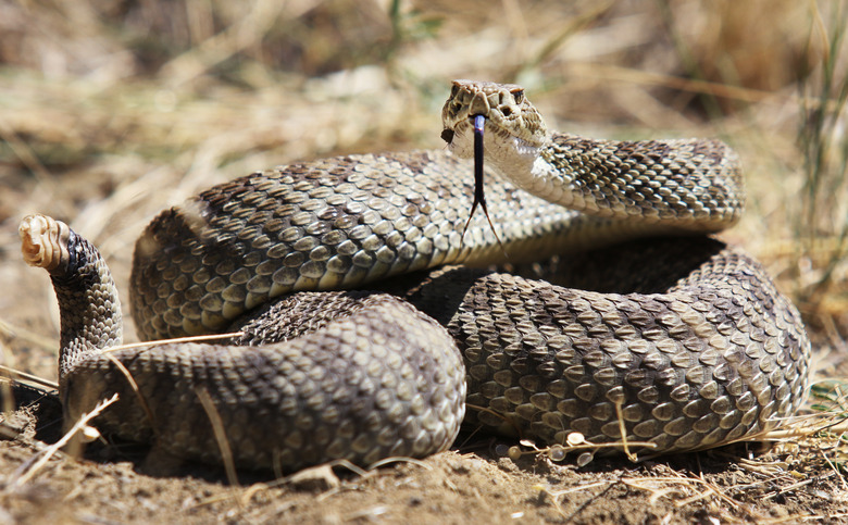 Coiled Rattlesnake