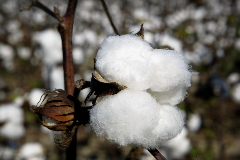 Cotton Harvest