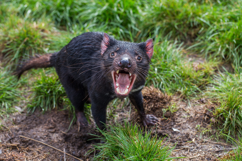 Aggressive Tasmanian devil with wide open mouth