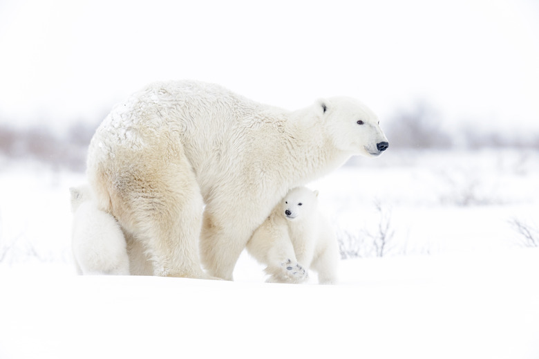 Polar bear (Ursus maritimus)