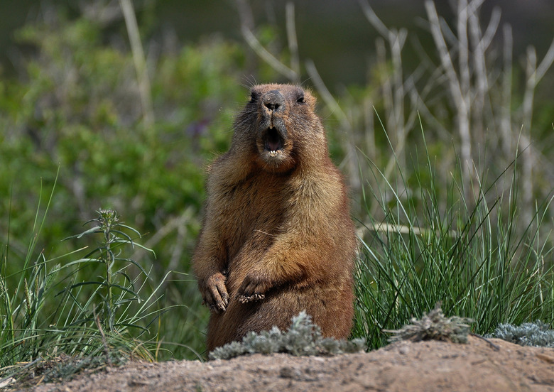 Wild groundhog.