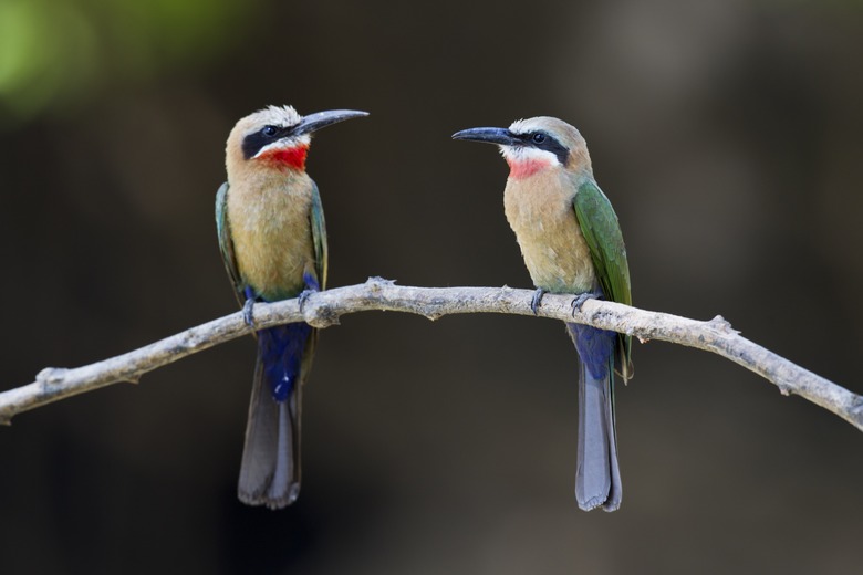 Weissstirnspint, White-fronted bee-eater