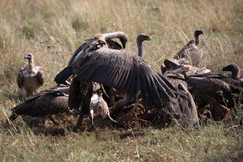 Masai Mara, Kenya - A Group Of Vultures Feed On The Carcass Of A Wildebeest That Has Been Killed By A Pride Of Lions