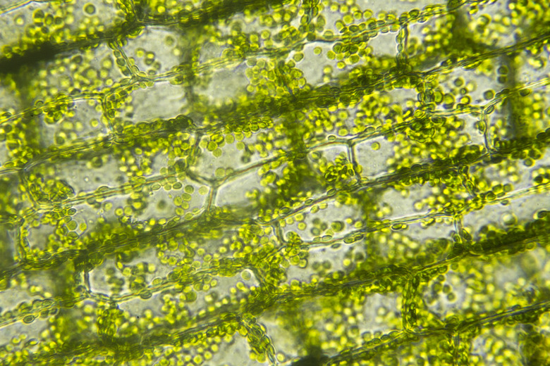 Cells of algae, Microscopic view