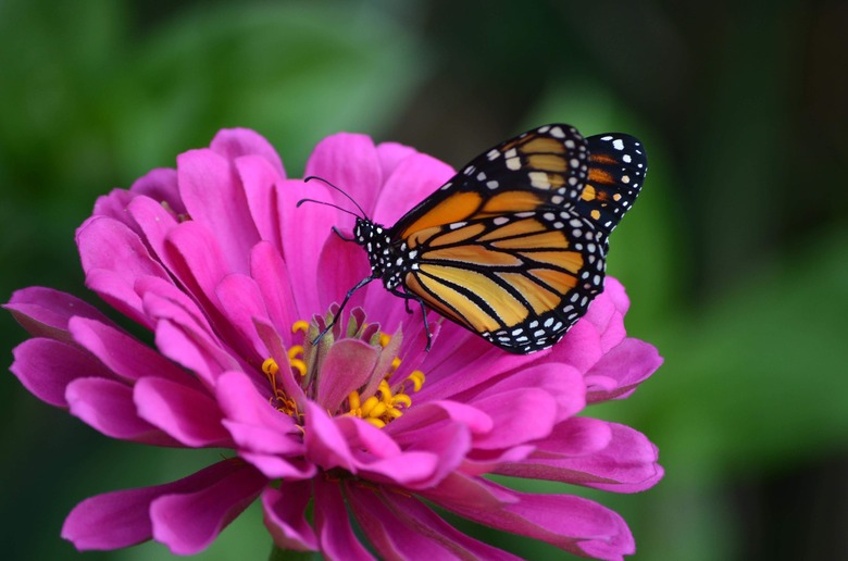 Monarch Butterfly