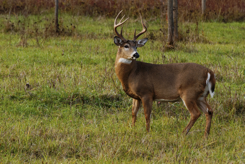 Whitetail Deer Buck