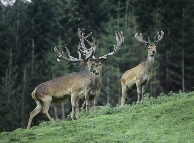 Three Buck Deer