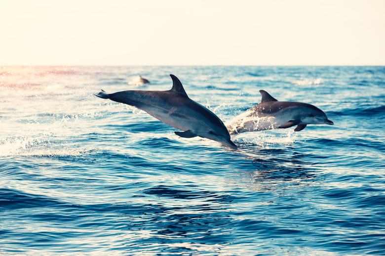 Do Dolphins Really Communicate with Each Other and Humans?