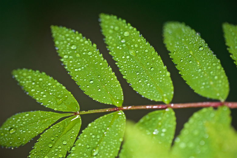 Rowan Leaves with Droplets at High Resolution Showing Extreme Detail