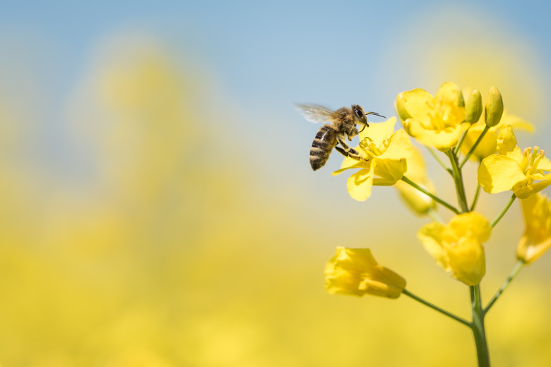 honeybee collects honey - rape blossom in spring