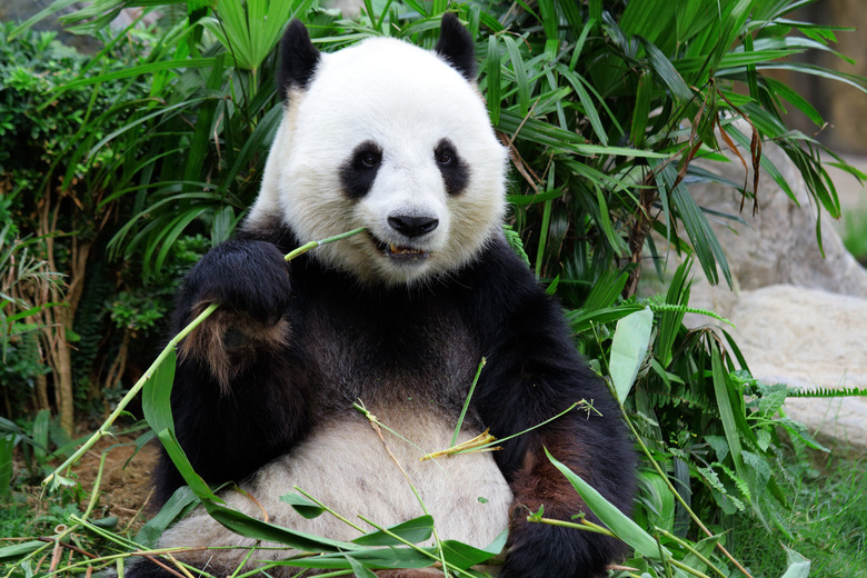 giant panda bear eating bamboo