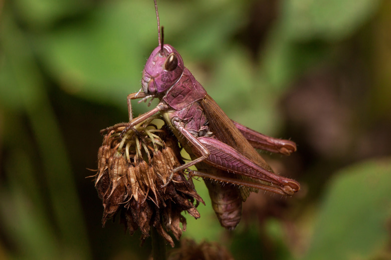 What Do Grasshoppers Eat?