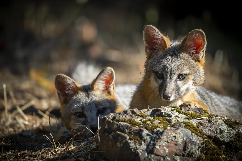 California Grey Fox (Urocyon cinereoargenteus)