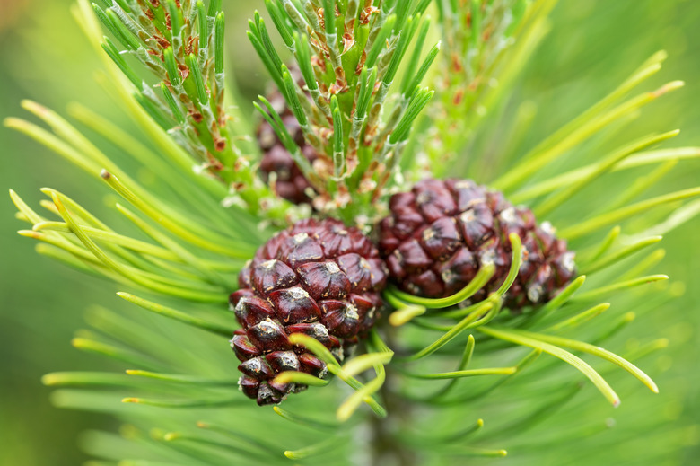 Green pine tree and pine cones