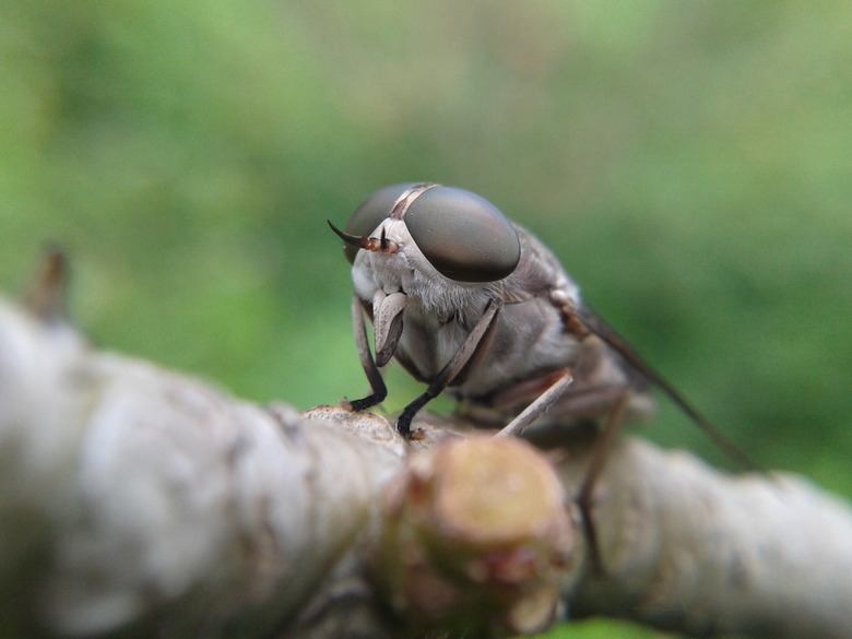 Horsefly