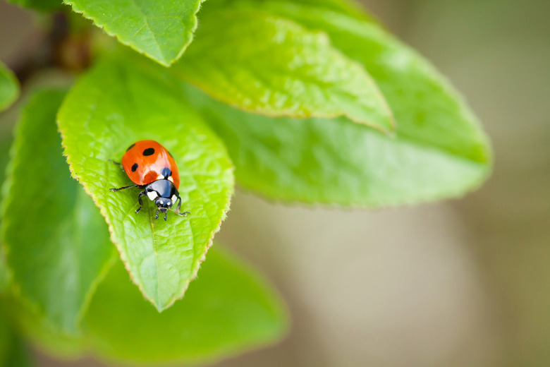 What Do Ladybugs Need to Live?