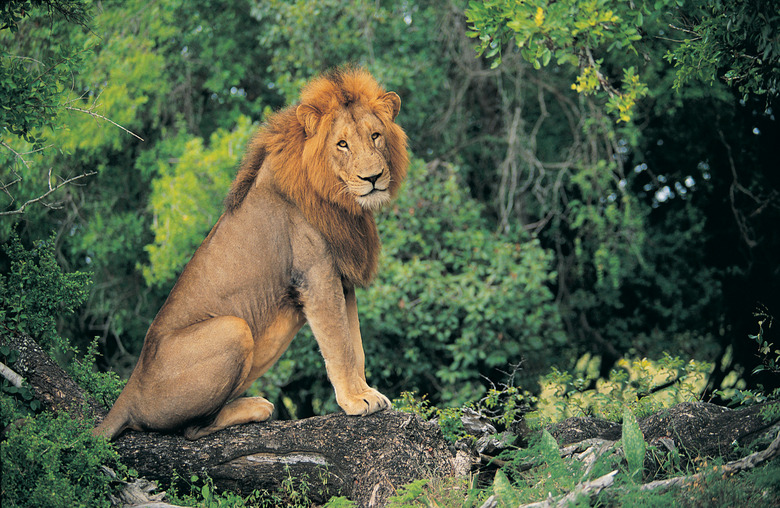 Lion (Panthera leo)