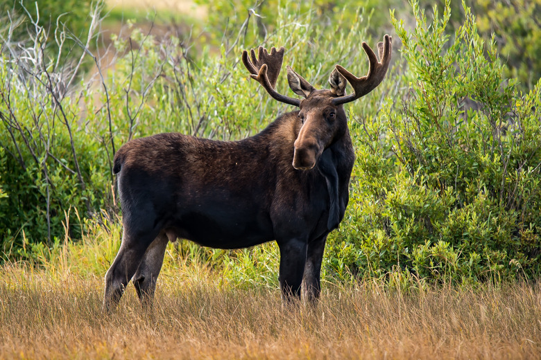 Bull moose standing tall