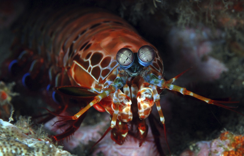 Mantis shrimp in a hole