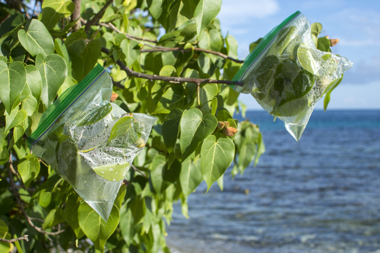 Transpiration bags on leafy branches