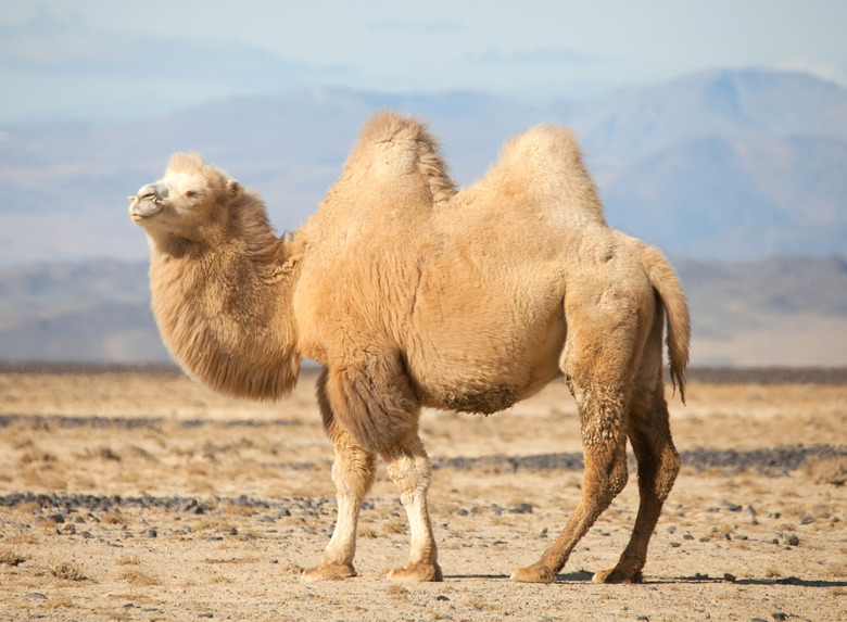 Bactrian camel in the steppes of Mongolia